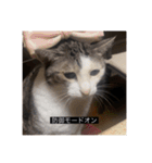 四足の毛玉（個別スタンプ：19）