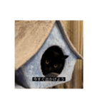 四足の毛玉（個別スタンプ：21）