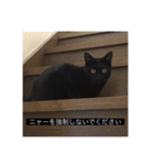 四足の毛玉（個別スタンプ：23）