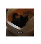 四足の毛玉（個別スタンプ：24）