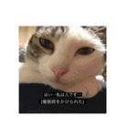 四足の毛玉（個別スタンプ：25）