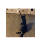四足の毛玉（個別スタンプ：26）