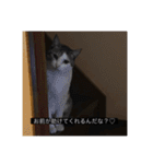 四足の毛玉（個別スタンプ：28）