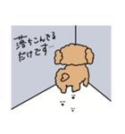 キミのわんこ【トイプードル】（日常）（個別スタンプ：13）