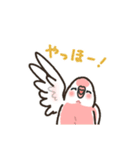 アキクサインコLINEスタンプ4（個別スタンプ：1）