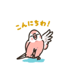 アキクサインコLINEスタンプ4（個別スタンプ：3）