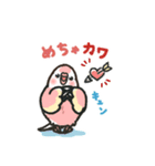 アキクサインコLINEスタンプ4（個別スタンプ：11）