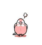 アキクサインコLINEスタンプ4（個別スタンプ：24）