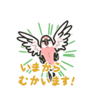 アキクサインコLINEスタンプ4（個別スタンプ：33）