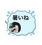 黒柴ホタルの日常（個別スタンプ：3）