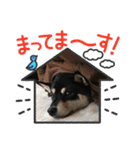 黒柴ホタルの日常（個別スタンプ：4）