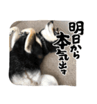 黒柴ホタルの日常（個別スタンプ：5）