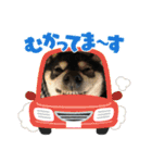 黒柴ホタルの日常（個別スタンプ：6）