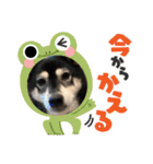 黒柴ホタルの日常（個別スタンプ：8）