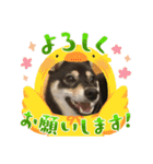 黒柴ホタルの日常（個別スタンプ：12）