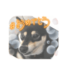 黒柴ホタルの日常（個別スタンプ：13）