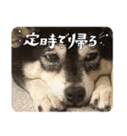 黒柴ホタルの日常（個別スタンプ：14）
