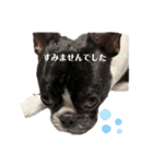 フレンチブルドッグ てっちゃん4（個別スタンプ：3）