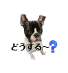フレンチブルドッグ てっちゃん4（個別スタンプ：13）
