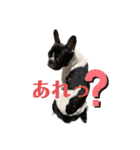 フレンチブルドッグ てっちゃん4（個別スタンプ：14）