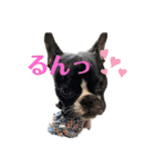 フレンチブルドッグ てっちゃん4（個別スタンプ：16）