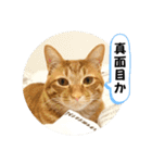 なつめ The orange tabby 5（個別スタンプ：1）
