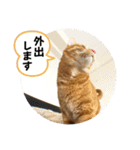 なつめ The orange tabby 5（個別スタンプ：2）