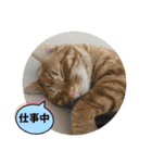 なつめ The orange tabby 5（個別スタンプ：3）