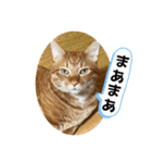 なつめ The orange tabby 5（個別スタンプ：4）