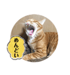 なつめ The orange tabby 5（個別スタンプ：5）
