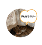 なつめ The orange tabby 5（個別スタンプ：6）