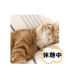 なつめ The orange tabby 5（個別スタンプ：7）
