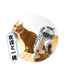なつめ The orange tabby 5（個別スタンプ：8）