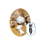 なつめ The orange tabby 5（個別スタンプ：9）