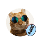 なつめ The orange tabby 5（個別スタンプ：10）