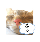 なつめ The orange tabby 5（個別スタンプ：11）