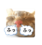 なつめ The orange tabby 5（個別スタンプ：12）