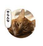 なつめ The orange tabby 5（個別スタンプ：13）