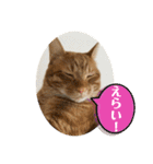 なつめ The orange tabby 5（個別スタンプ：14）
