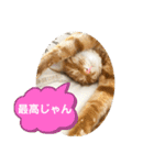 なつめ The orange tabby 5（個別スタンプ：15）