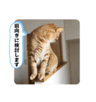 なつめ The orange tabby 5（個別スタンプ：16）
