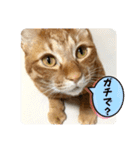 なつめ The orange tabby 5（個別スタンプ：17）
