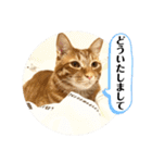 なつめ The orange tabby 5（個別スタンプ：18）