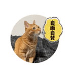 なつめ The orange tabby 5（個別スタンプ：19）