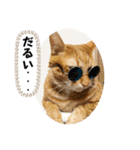 なつめ The orange tabby 5（個別スタンプ：21）
