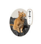 なつめ The orange tabby 5（個別スタンプ：22）