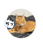 なつめ The orange tabby 5（個別スタンプ：23）