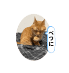 なつめ The orange tabby 5（個別スタンプ：24）