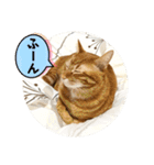 なつめ The orange tabby 5（個別スタンプ：25）