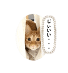 なつめ The orange tabby 5（個別スタンプ：26）